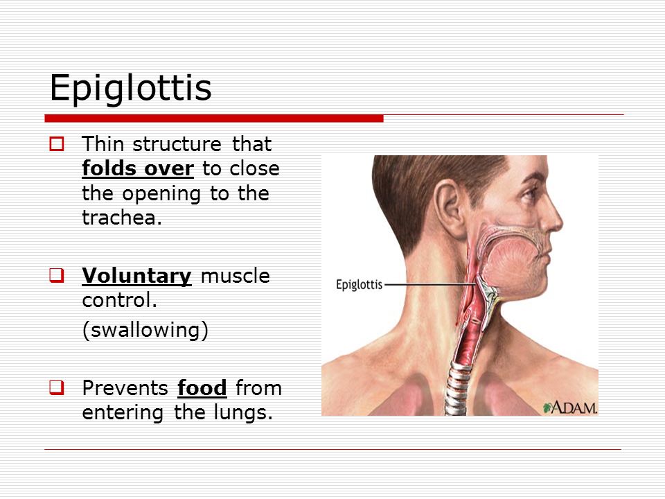 Epiglottis Thin structure that folds over to close the opening to the trachea. Voluntary muscle control.
