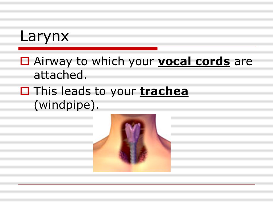 Larynx Airway to which your vocal cords are attached.