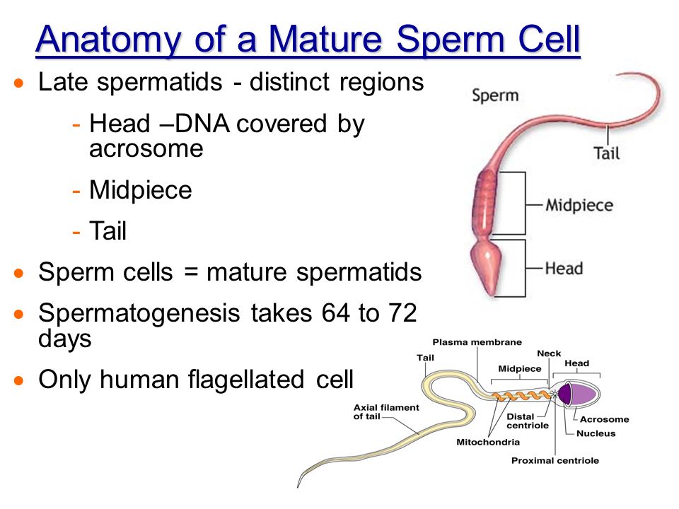 Dows mt dew kill sperm cells