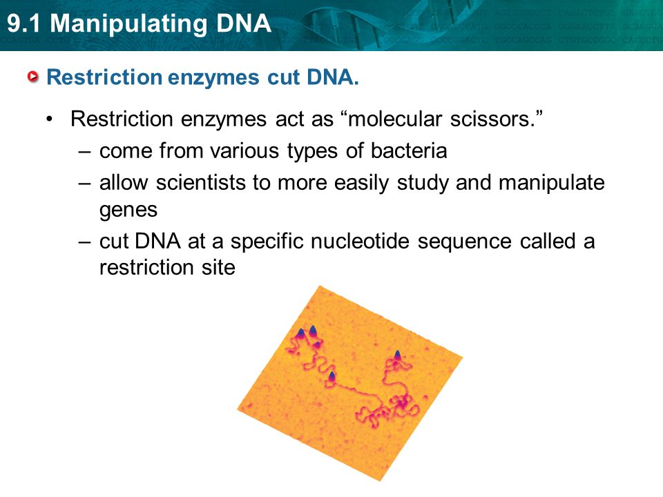 Restriction enzymes cut DNA.