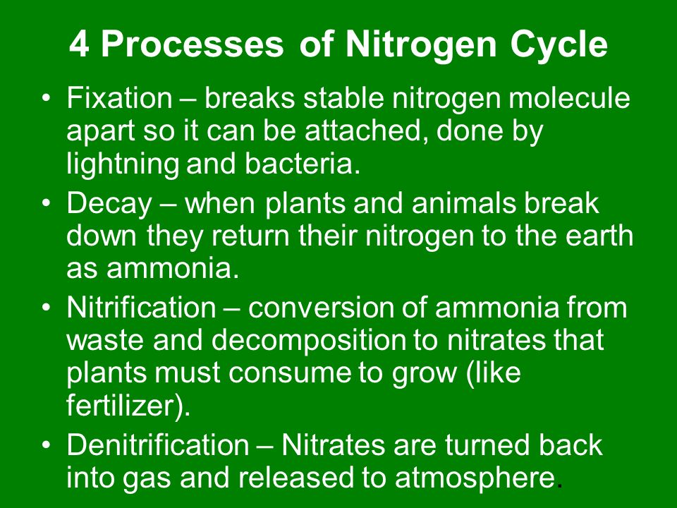 4 Processes of Nitrogen Cycle