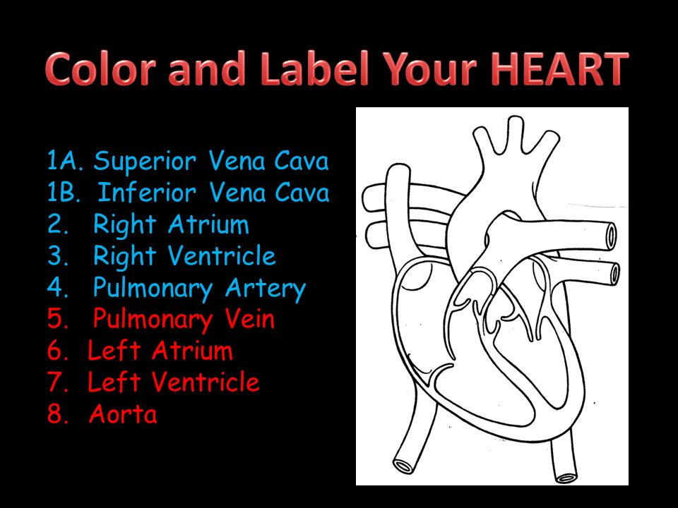 Color and Label Your HEART
