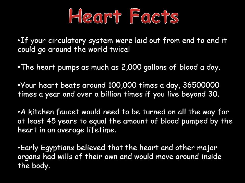 Heart Facts If your circulatory system were laid out from end to end it could go around the world twice!