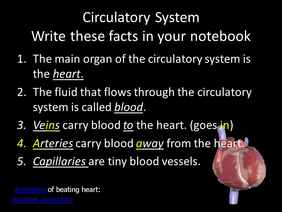 Circulatory System Write these facts in your notebook