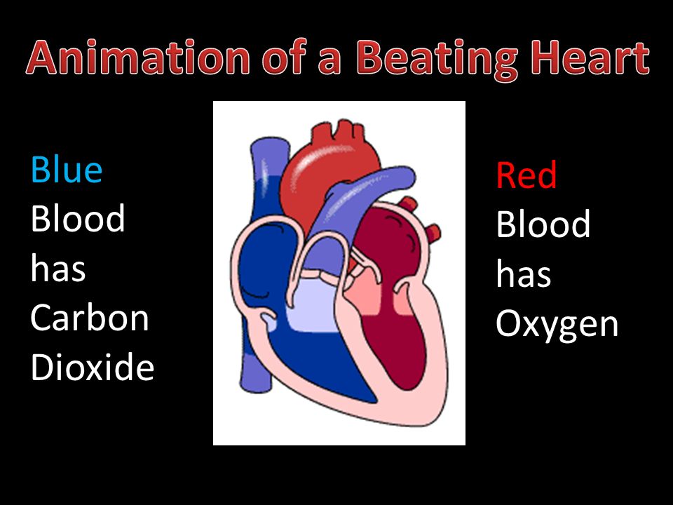 Animation of a Beating Heart