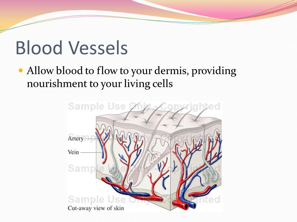 Blood Vessels Allow blood to flow to your dermis, providing nourishment to your living cells