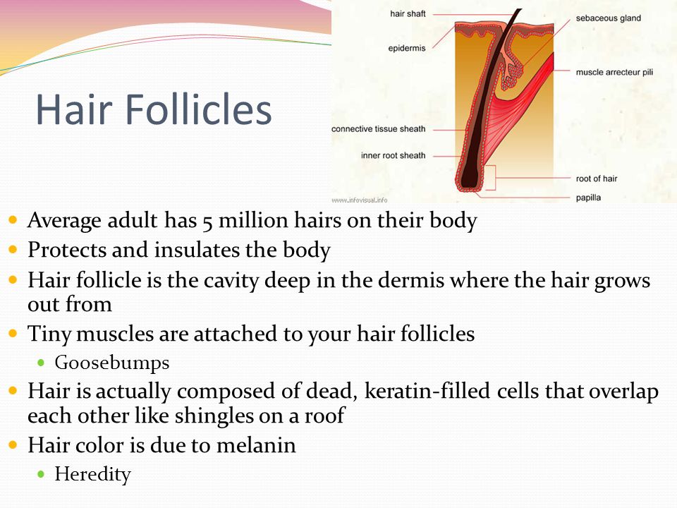 Hair Follicles Average adult has 5 million hairs on their body