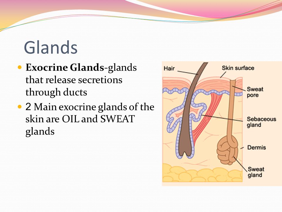 Glands Exocrine Glands-glands that release secretions through ducts
