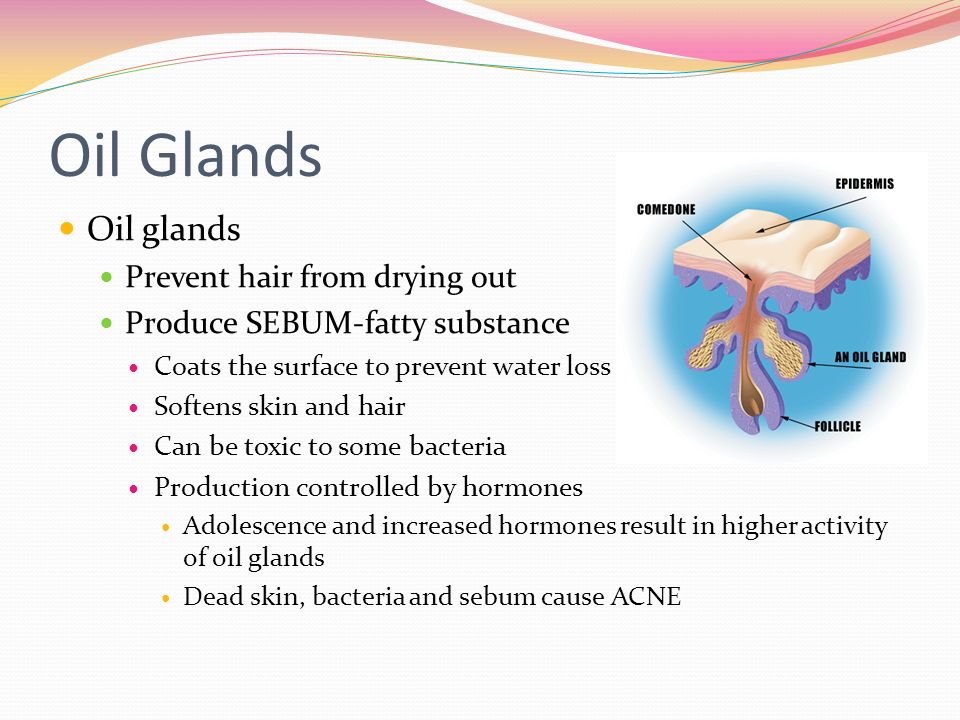 Oil Glands Oil glands Prevent hair from drying out