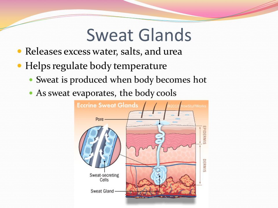 Sweat Glands Releases excess water, salts, and urea