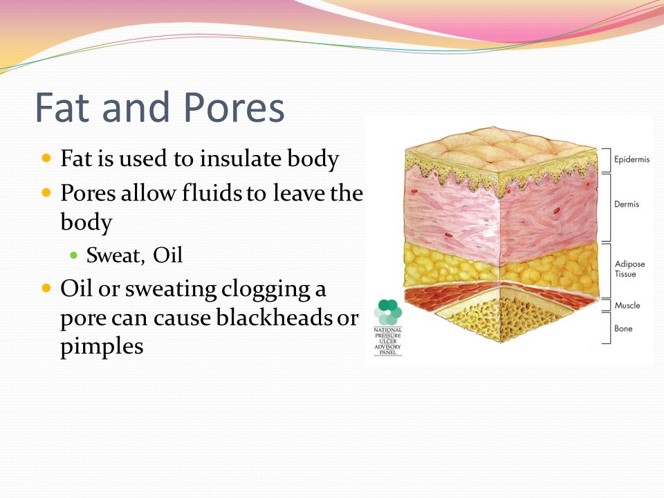 Fat and Pores Fat is used to insulate body