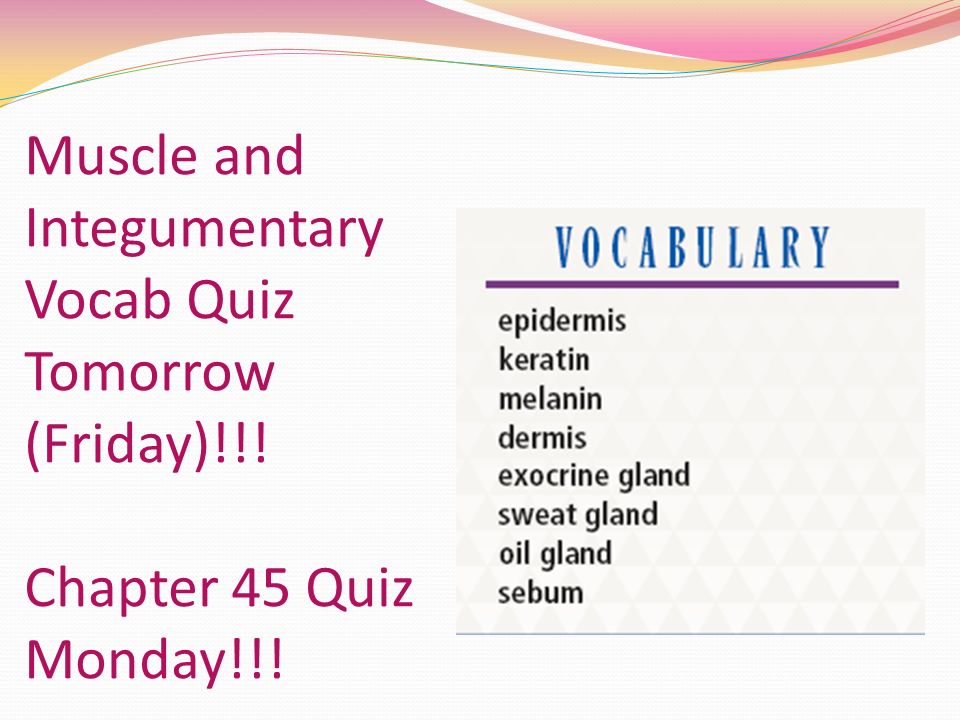 Muscle and Integumentary Vocab Quiz Tomorrow (Friday)