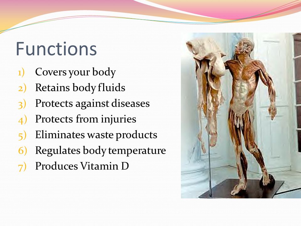 Functions Covers your body Retains body fluids