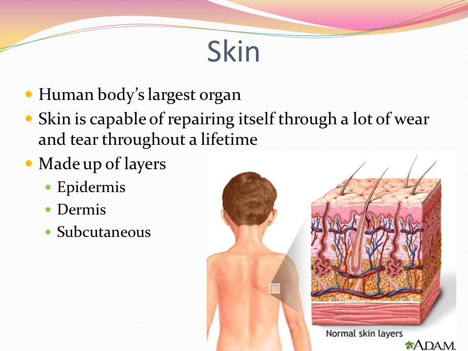 Skin Human body’s largest organ