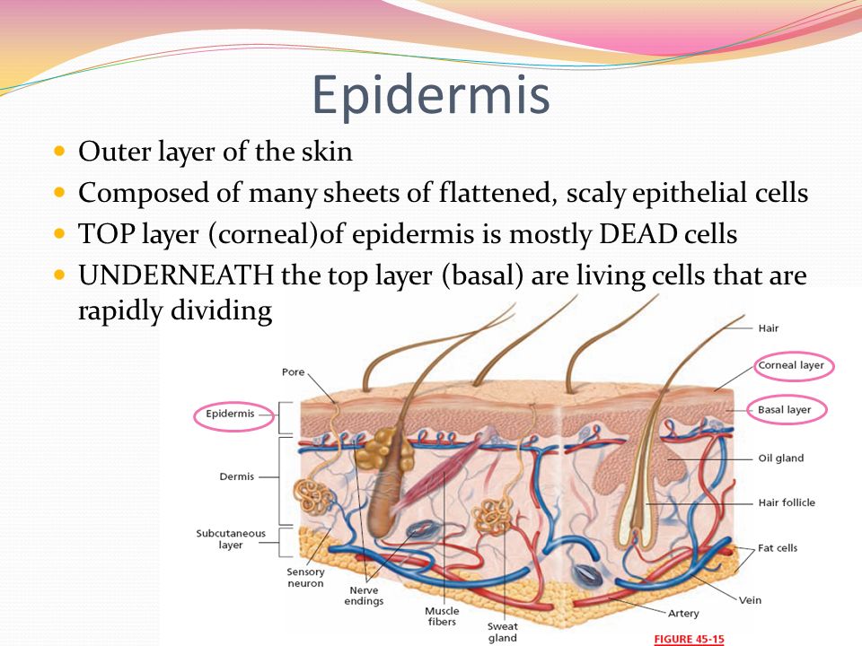 Epidermis Outer layer of the skin