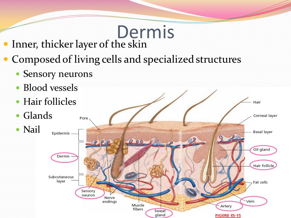 Dermis Inner, thicker layer of the skin