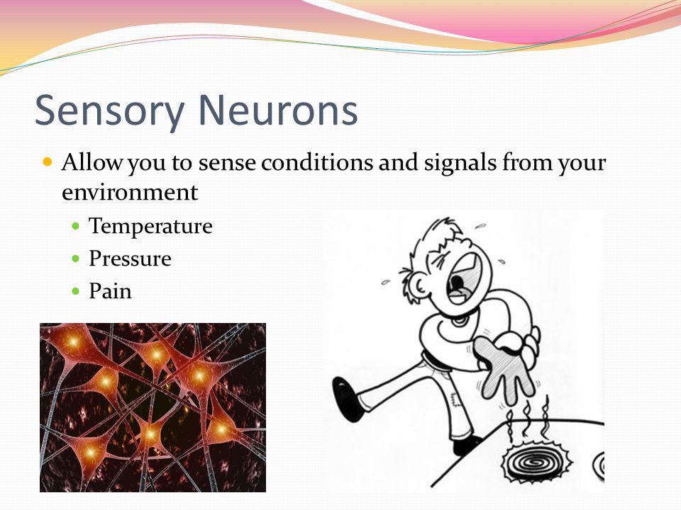 Sensory Neurons Allow you to sense conditions and signals from your environment. Temperature. Pressure.