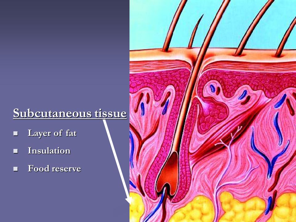 Subcutaneous tissue Layer of fat Insulation Food reserve