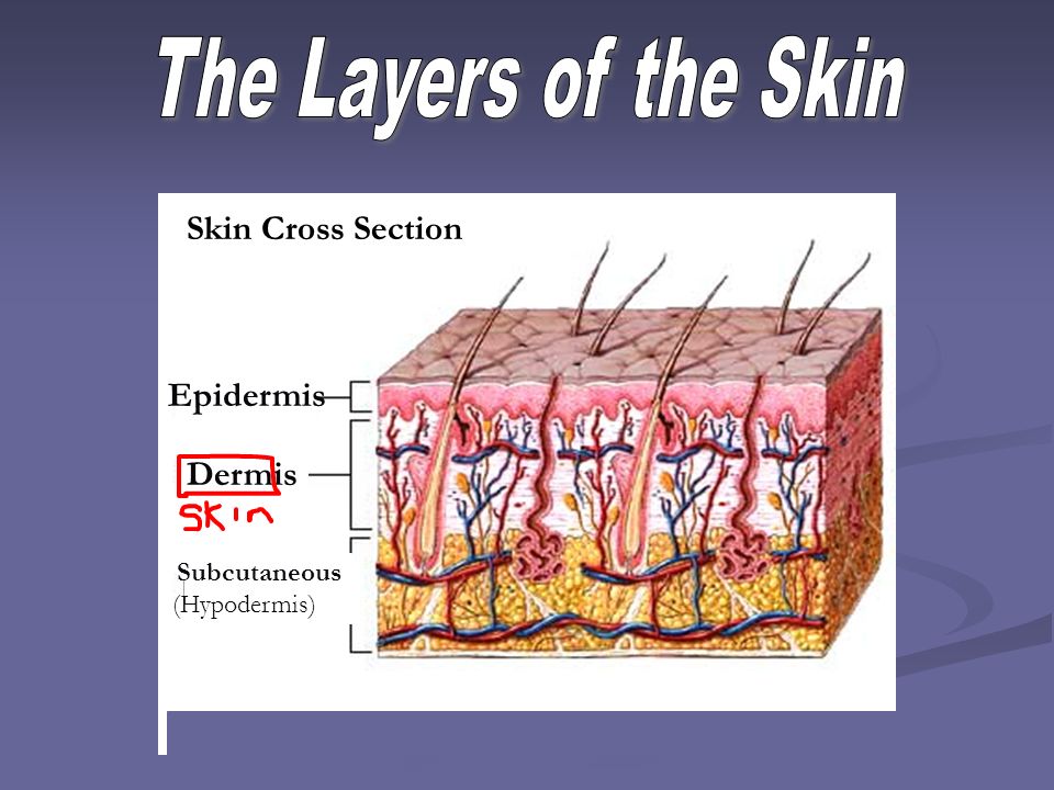The Layers of the Skin Skin Cross Section Epidermis Dermis Dermis