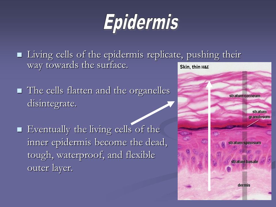 Epidermis Living cells of the epidermis replicate, pushing their way towards the surface. The cells flatten and the organelles.