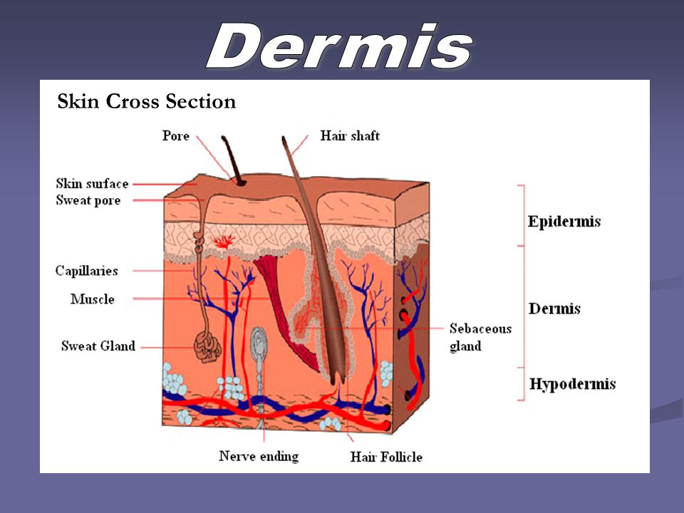 Dermis Skin Cross Section