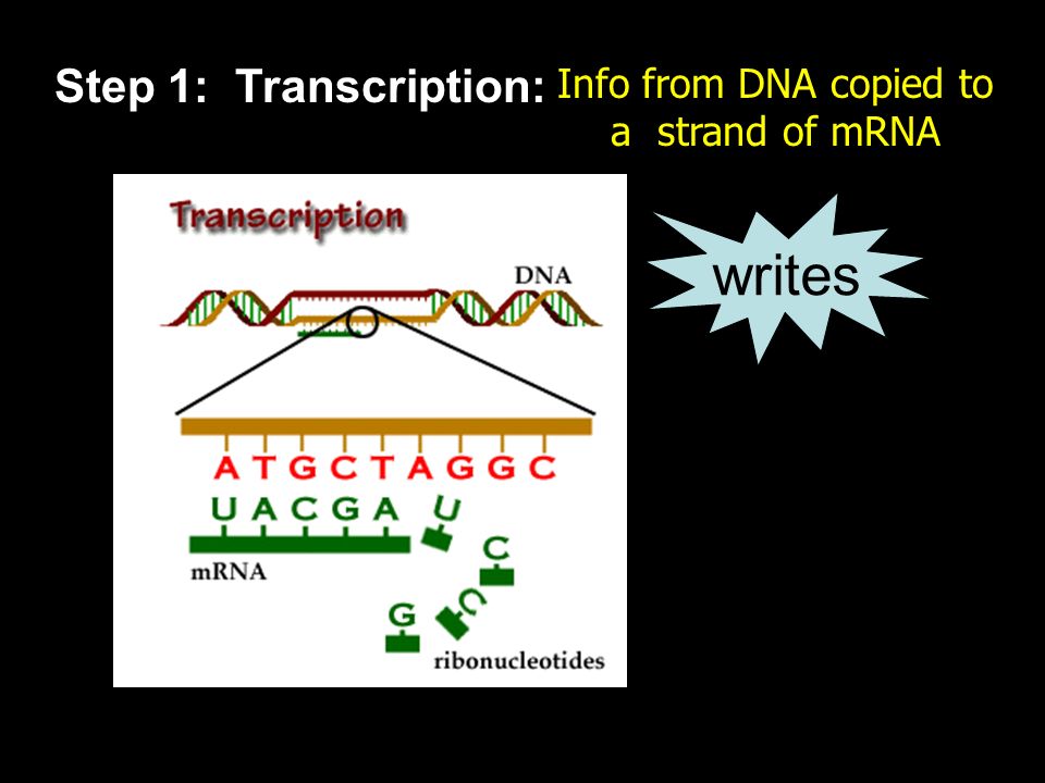 Info from DNA copied to a strand of mRNA
