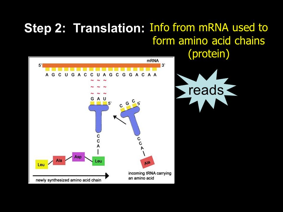 Info from mRNA used to form amino acid chains (protein)