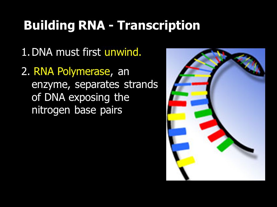 Building RNA - Transcription