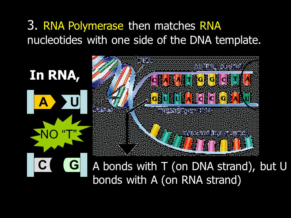 3. RNA Polymerase then matches RNA nucleotides with one side of the DNA template.