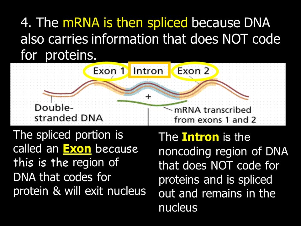 4. The mRNA is then spliced because DNA also carries information that does NOT code for proteins.