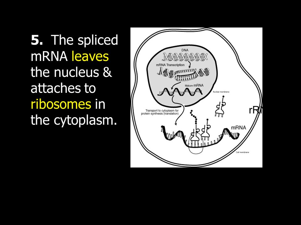 5. The spliced mRNA leaves the nucleus & attaches to ribosomes in the cytoplasm.