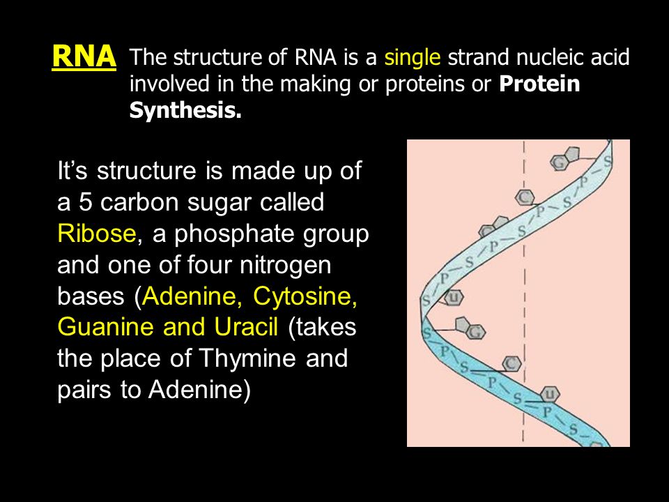 RNA The structure of RNA is a single strand nucleic acid involved in the making or proteins or Protein Synthesis.