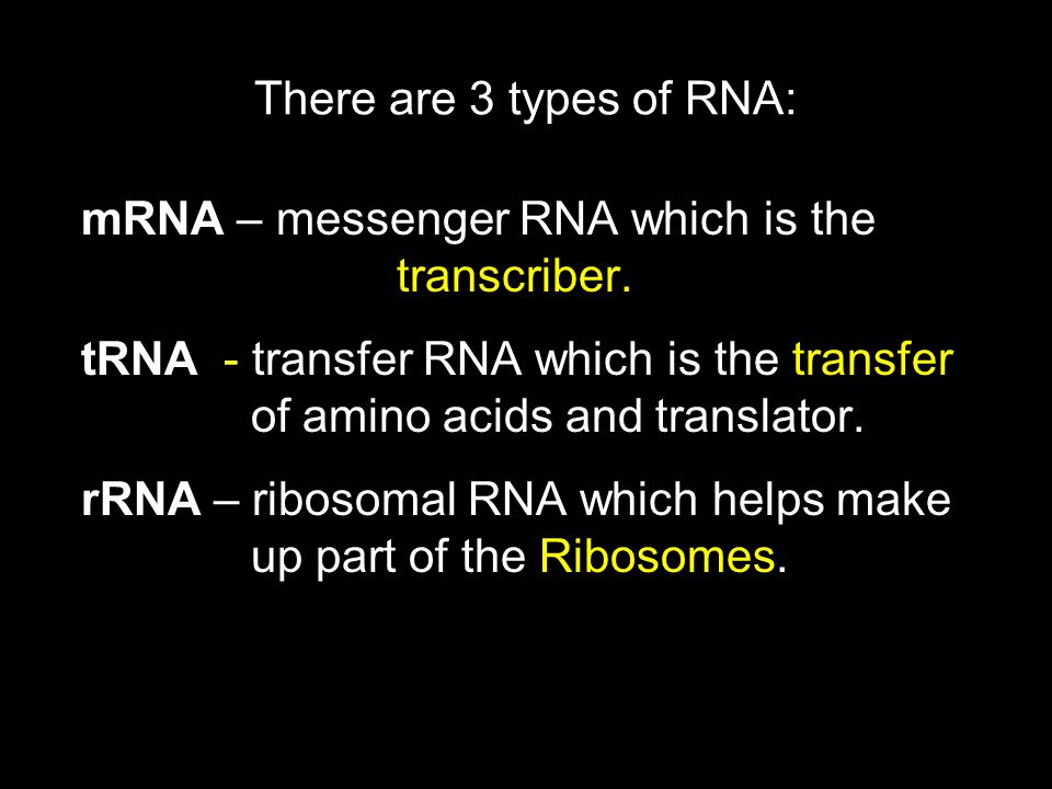 There are 3 types of RNA: mRNA – messenger RNA which is the transcriber.