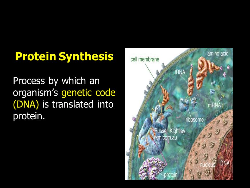 Protein Synthesis Process by which an organism’s genetic code (DNA) is translated into protein.