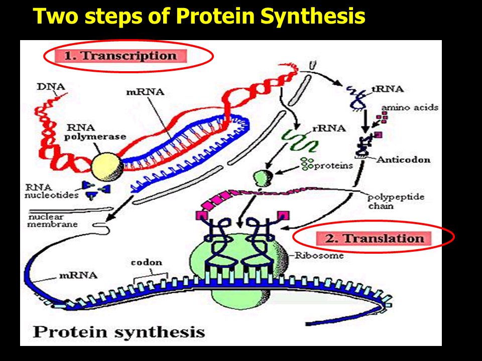 Two steps of Protein Synthesis