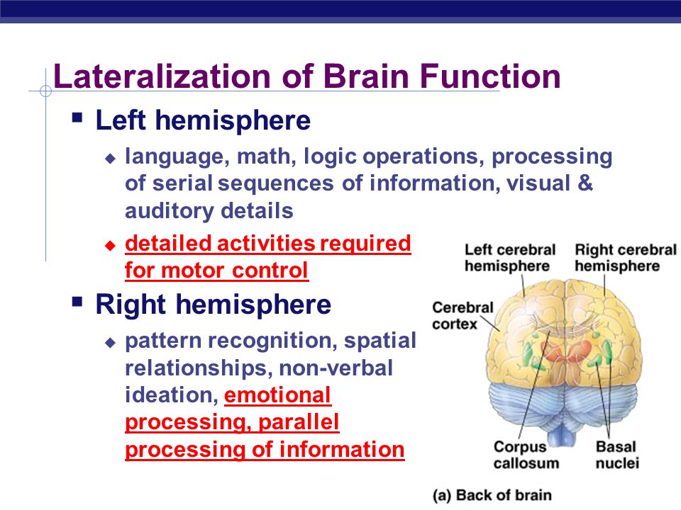 Lateralization of Brain Function