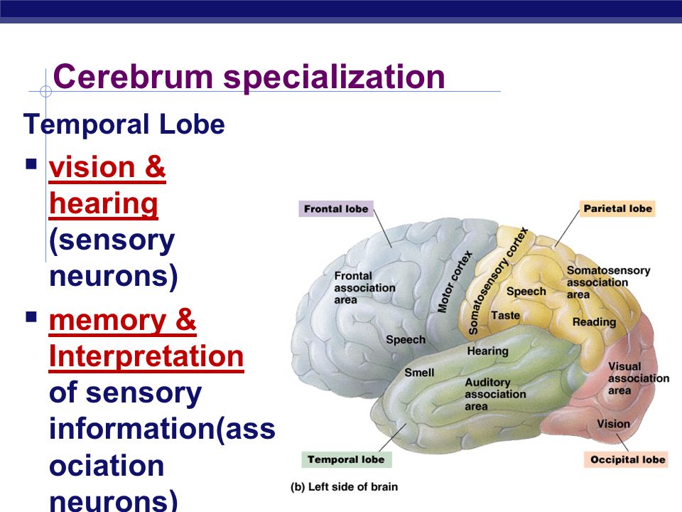Cerebrum specialization