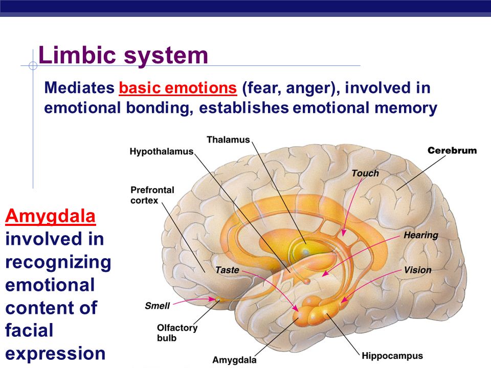 Limbic system Mediates basic emotions (fear, anger), involved in emotional bonding, establishes emotional memory.