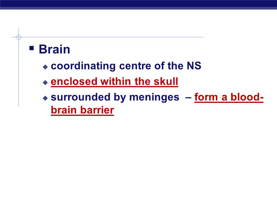Brain coordinating centre of the NS enclosed within the skull