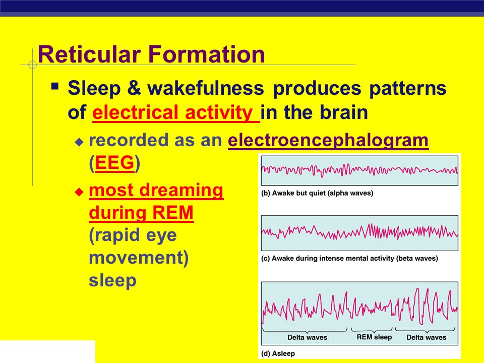 Reticular Formation Sleep & wakefulness produces patterns of electrical activity in the brain. recorded as an electroencephalogram (EEG)
