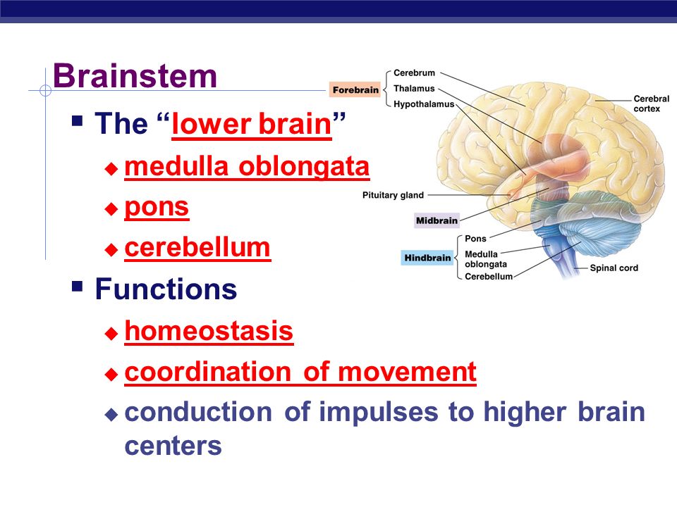 Brainstem The lower brain Functions medulla oblongata pons