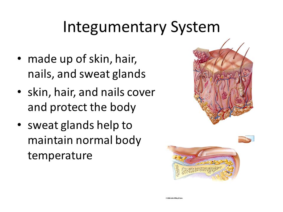 Integumentary System made up of skin, hair, nails, and sweat glands