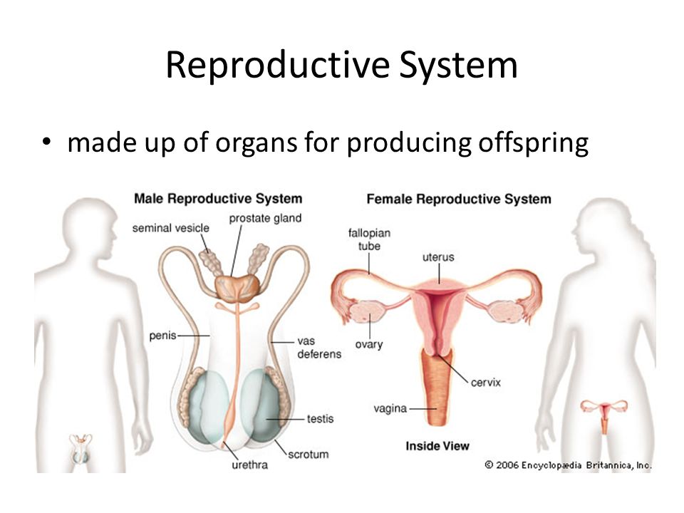Reproductive System made up of organs for producing offspring