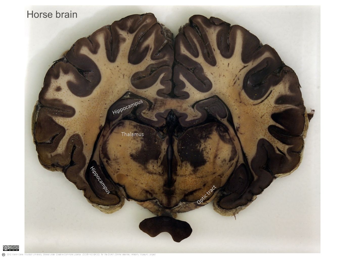 Horse+brain+Hippocampus+Thalamus+Hippocampus+Optic+tract.jpg