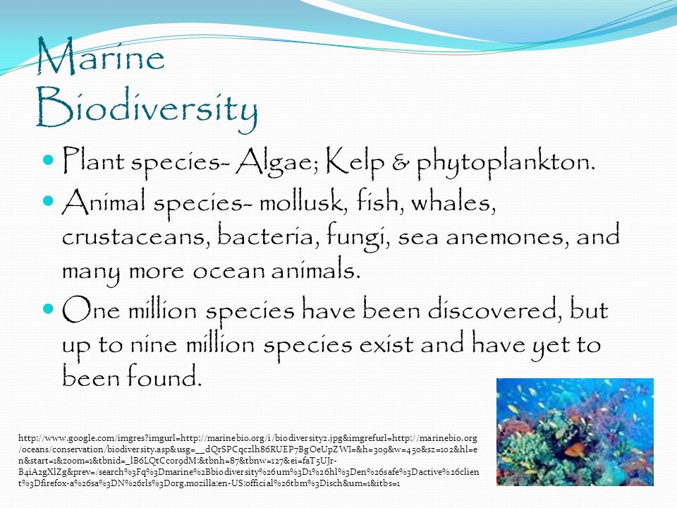 Marine Biodiversity Plant species- Algae; Kelp & phytoplankton.