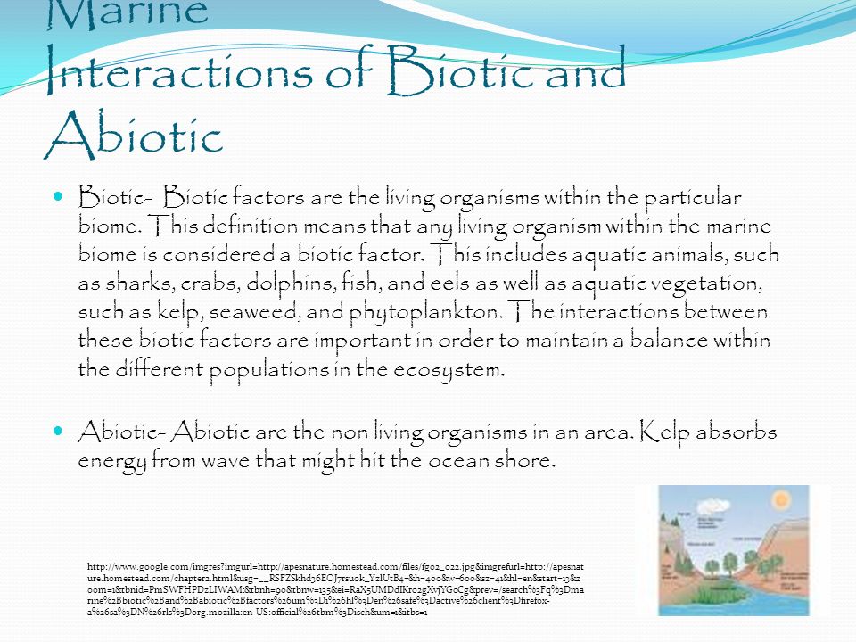 Marine Interactions of Biotic and Abiotic