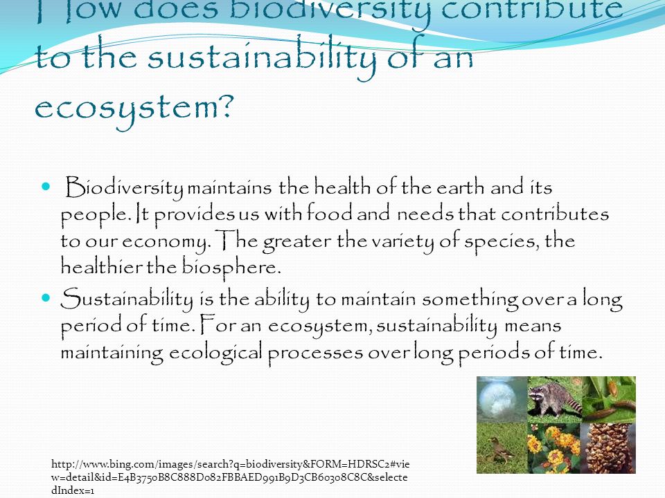How does biodiversity contribute to the sustainability of an ecosystem