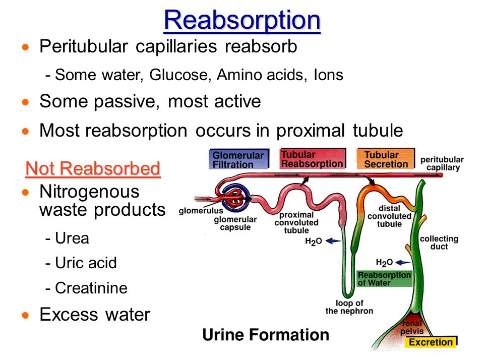 reabsorption peritubular capillaries reabsorb - some water