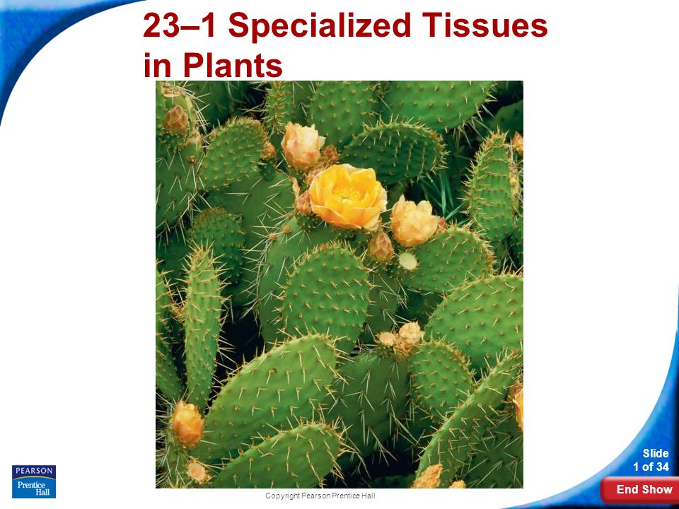 23–1 Specialized Tissues in Plants