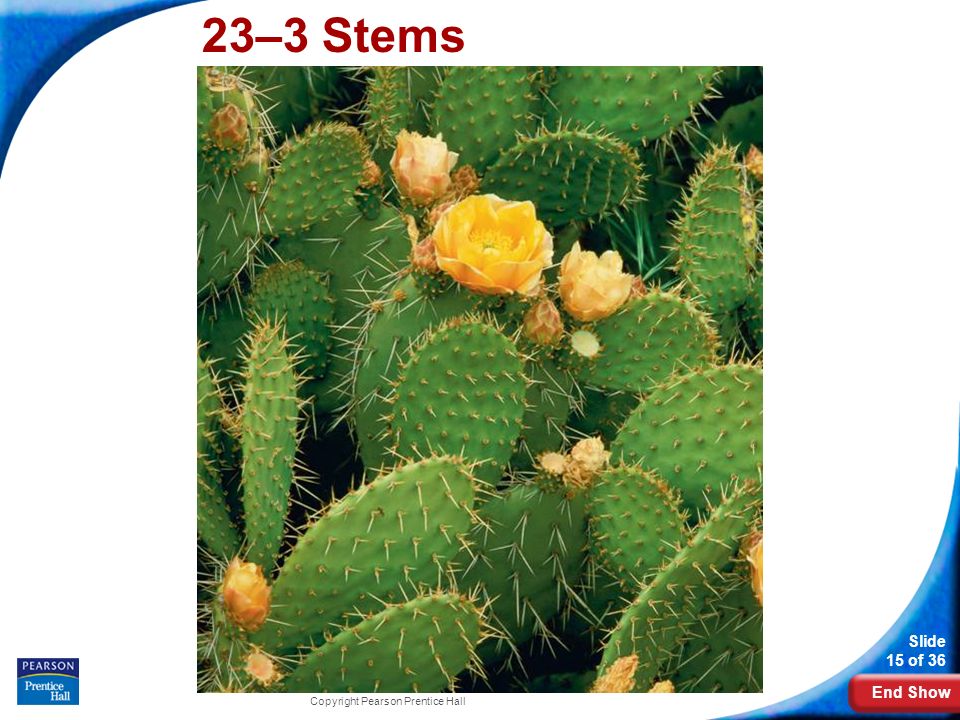 23–3 Stems Photo Credit: Getty Images Copyright Pearson Prentice Hall